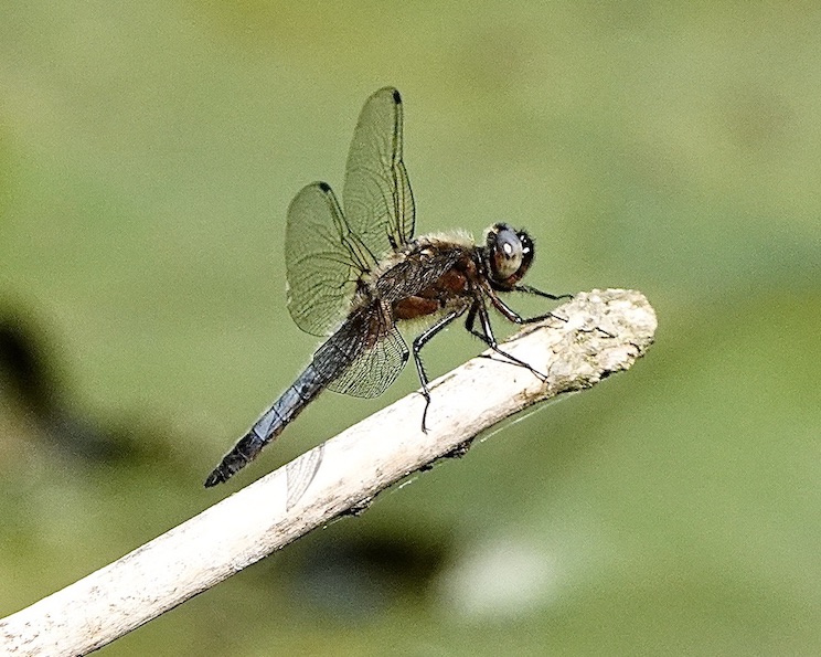 scarce chaser